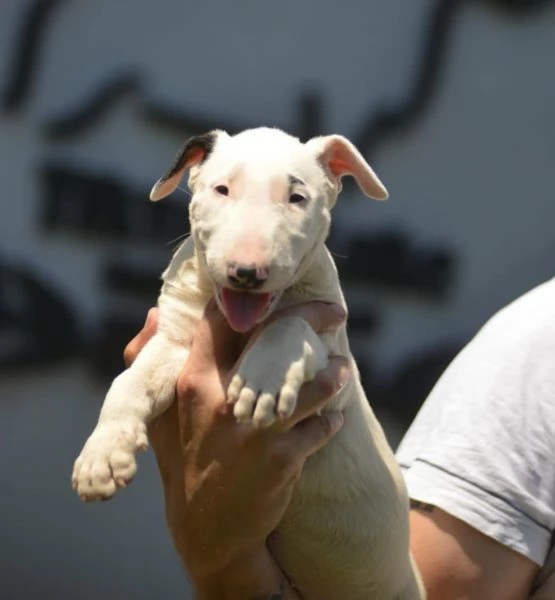 Bull Terrier Standard – Bellissima Femmina in Vendita | Foto 2