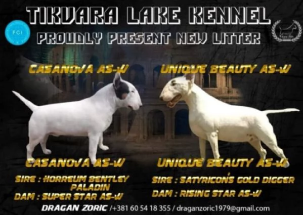 Bull Terrier Standard – Bellissima Femmina in Vendita | Foto 0