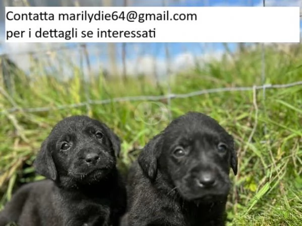 Cuccioli di Labrador Retriever carini..