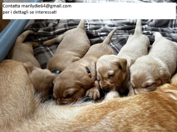 Cuccioli di Labrador cioccolato///