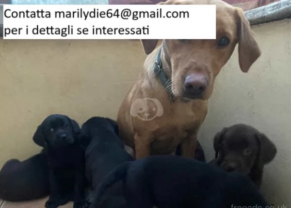  Cuccioli di Labrador Retriever!