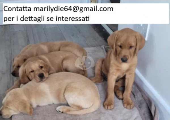 Fantastici cuccioli di Labrador Retriever-