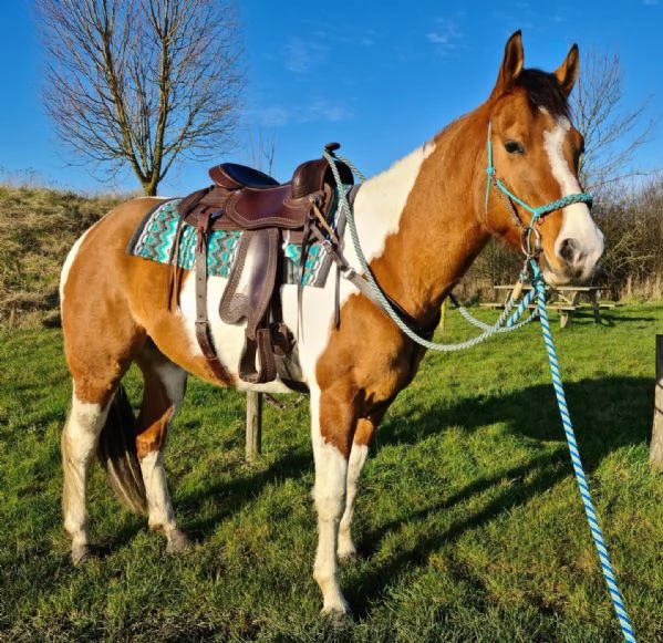 Adorabile cavallo rotto da adottare