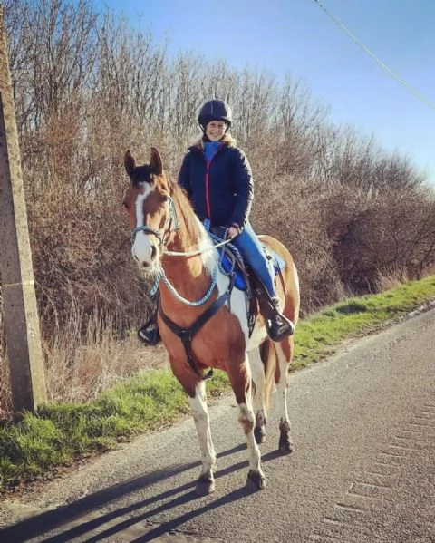 Bellissimo cavallo domato da trovare in affitto