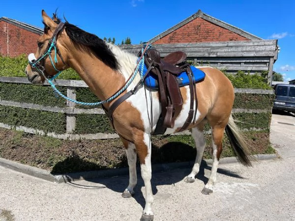 Bellissimo cavallo domato da trovare in affitto