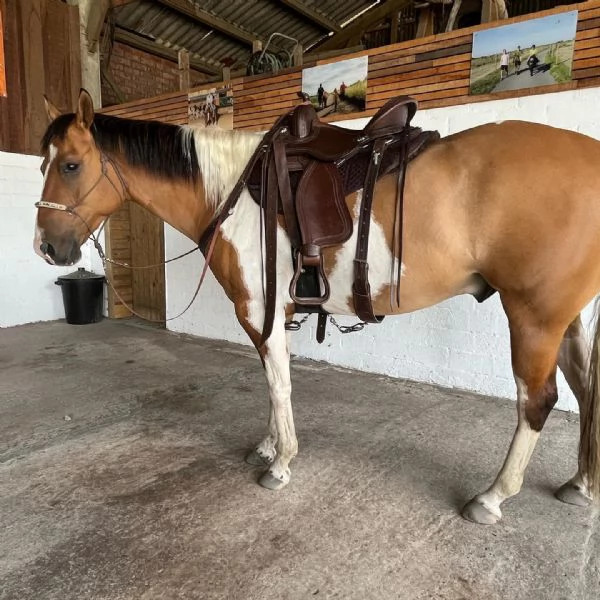 Bellissimo cavallo domato da trovare in affitto | Foto 0