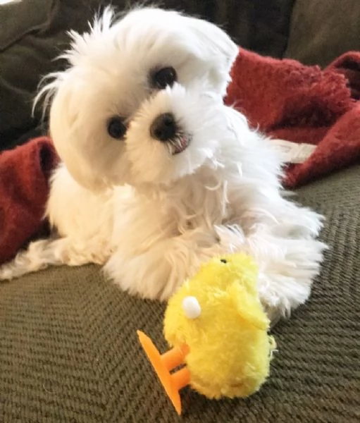 Maltese toy cuccioli