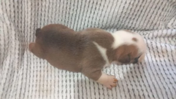 Cuccioli  bulldog inglese disponibili  | Foto 6