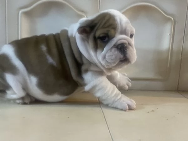 Cuccioli  bulldog inglese disponibili 