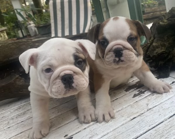 Cuccioli  bulldog inglese disponibili  | Foto 8