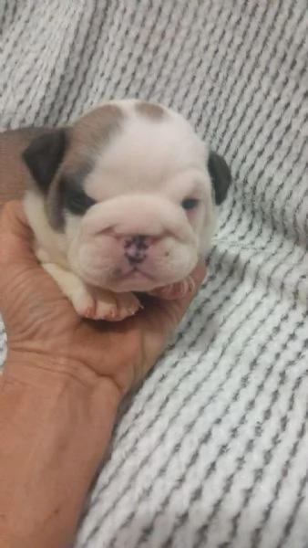 Cuccioli  bulldog inglese disponibili  | Foto 5