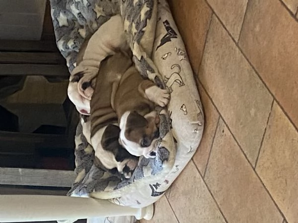 Cuccioli  bulldog inglese disponibili  | Foto 2