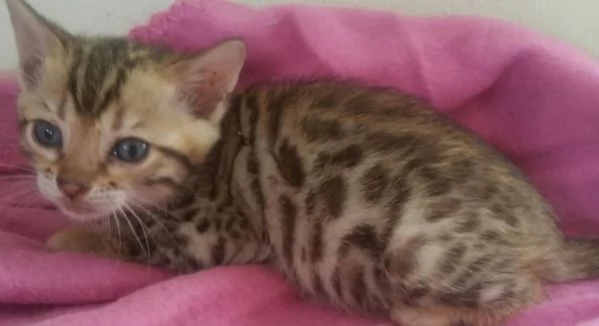 Bellissimi gattini bengala di razza pura cercano casa, adorabili. | Foto 1