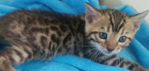 Bellissimi gattini bengala di razza pura cercano casa, adorabili.