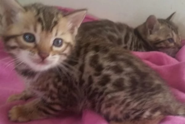 Bellissimi gattini bengala di razza pura cercano casa, adorabili. | Foto 0