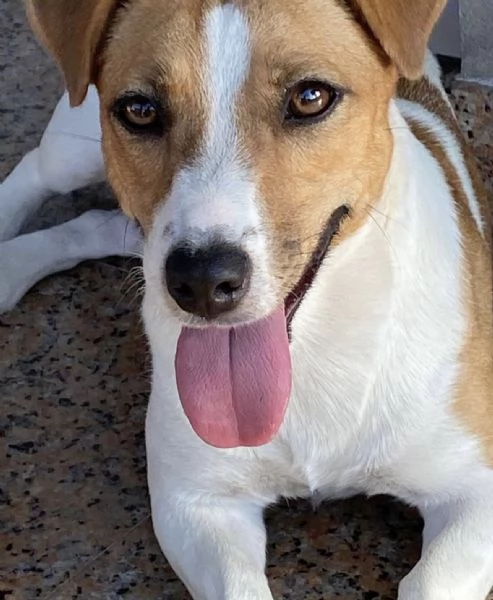 Jack russel femmina 