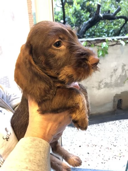 Cuccioli bassotto a pelo duro | Foto 0