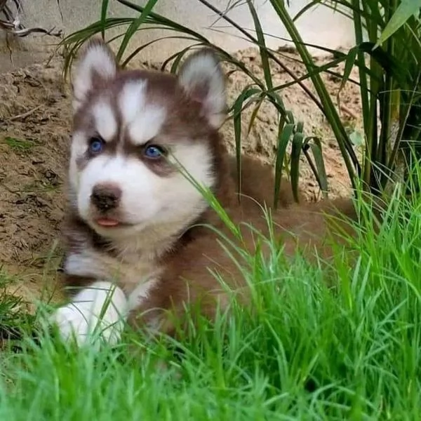 Husky 