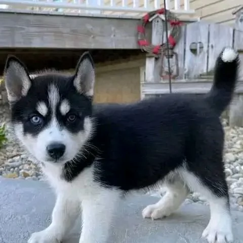 Husky 