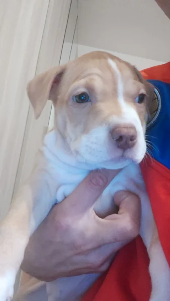 Cane femmina pitbull-amstaff | Foto 0