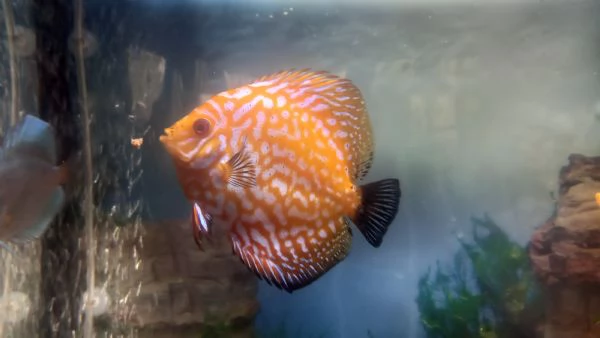 DISCUS COPPIA INCERTA  DI 12 MESI | Foto 4