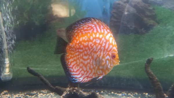 DISCUS COPPIA INCERTA  DI 12 MESI | Foto 3