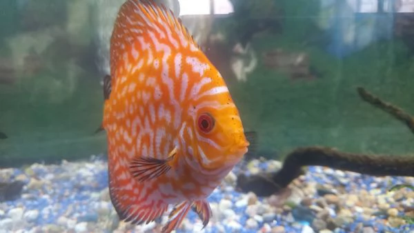 DISCUS COPPIA INCERTA  DI 12 MESI | Foto 1