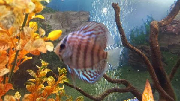 DISCUS COPPIA INCERTA DI 10 MESI