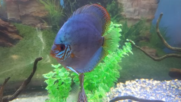 DISCUS COPPIA INCERTA DI 10 MESI | Foto 3