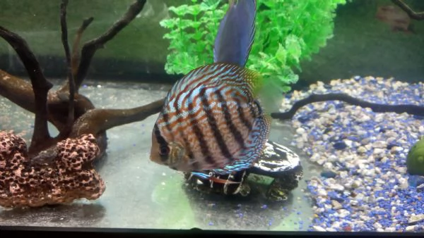 DISCUS COPPIA INCERTA DI 10 MESI | Foto 1