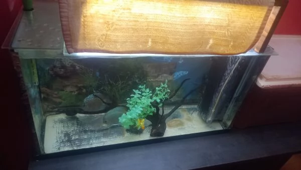 ACQUARIO 100 LITRI CON 2 DISCUS XL DI 14  MESI 