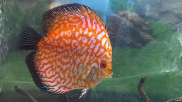 ACQUARIO 100 LITRI CON 2 DISCUS XL DI 14  MESI  | Foto 0