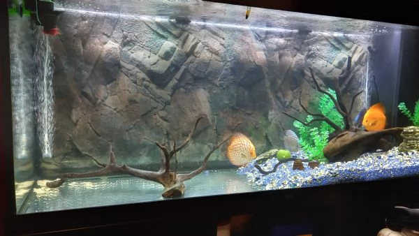 ACQUARIO JUWEL RIO  450  CON 5 DISCUS COMPLETO 