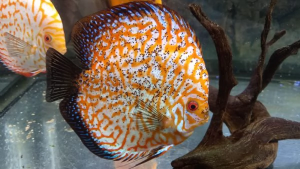 ACQUARIO JUWEL RIO COMPLETO CON 5 PESCI DISCUS  | Foto 7