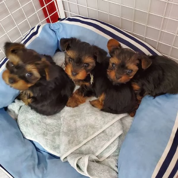 Adorabili cuccioli di yorkie | Foto 1