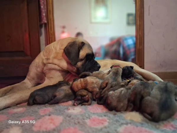 Disponibili cuccioli di Mastiff nei vari colori di fulvo, champagne e albicocca! | Foto 5