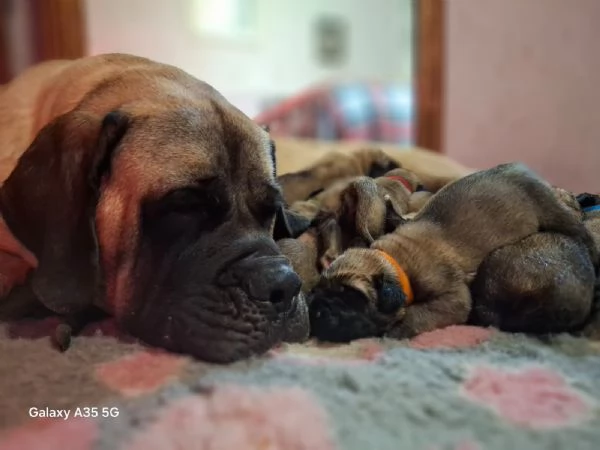 Disponibili cuccioli di Mastiff nei vari colori di fulvo, champagne e albicocca! | Foto 4