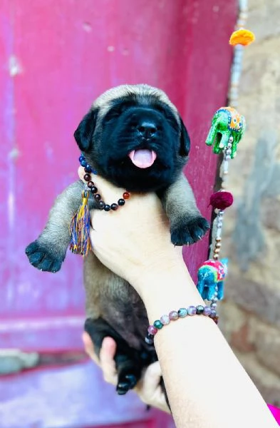 Disponibili cuccioli di Mastiff nei vari colori di fulvo, champagne e albicocca! | Foto 2