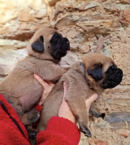 Disponibili cuccioli di Mastiff nei vari colori di fulvo, champagne e albicocca! | Foto 0