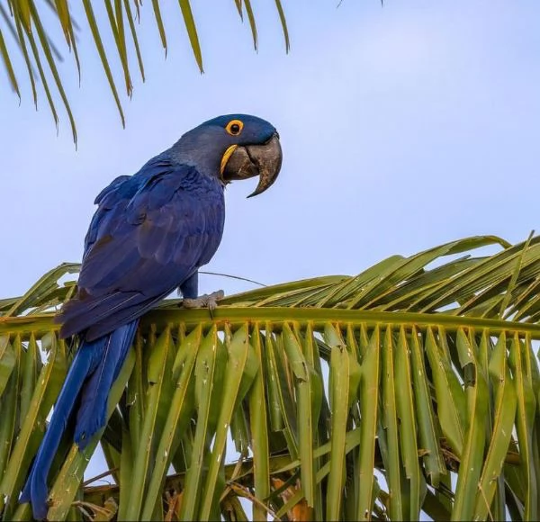 I pappagalli di ara giacinto e altre specie disponibili per la vendita | Foto 1