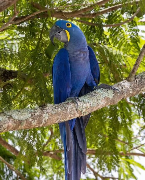 I pappagalli di ara giacinto e altre specie disponibili per la vendita | Foto 0