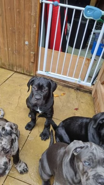 Cucciolo di Cane Corso carino per adozione | Foto 3