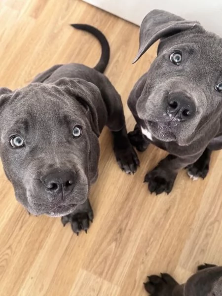 Adorabile e splendido Cane Corso in cerca di adozione