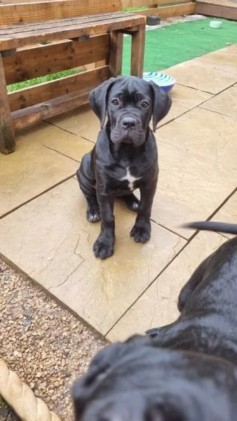 Cuccioli di Cane Corso molto belli, sbalorditivi e giocosi