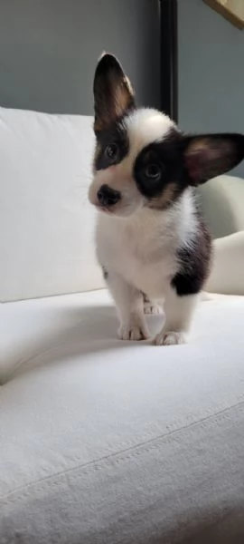 Adorabili Corgis da adottare