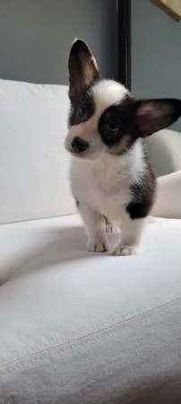 Adorabili Corgis da adottare | Foto 0