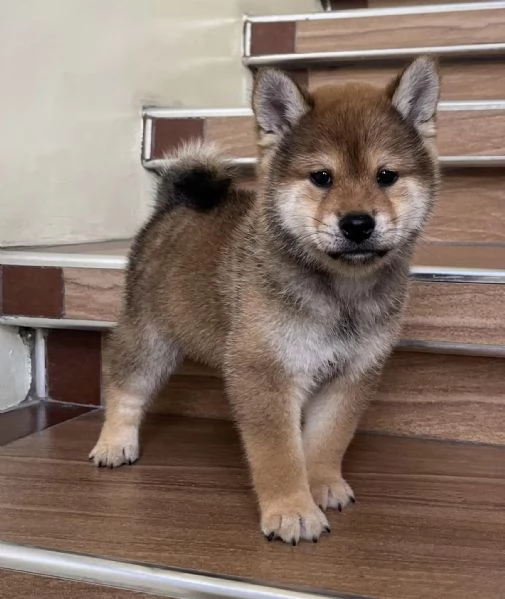 Disponibili due cucciole Shiba Inu