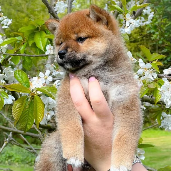 Cuccioli di Shiba Inu