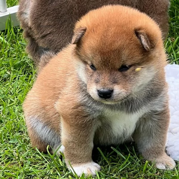 Shiba Inu maschio e femmina