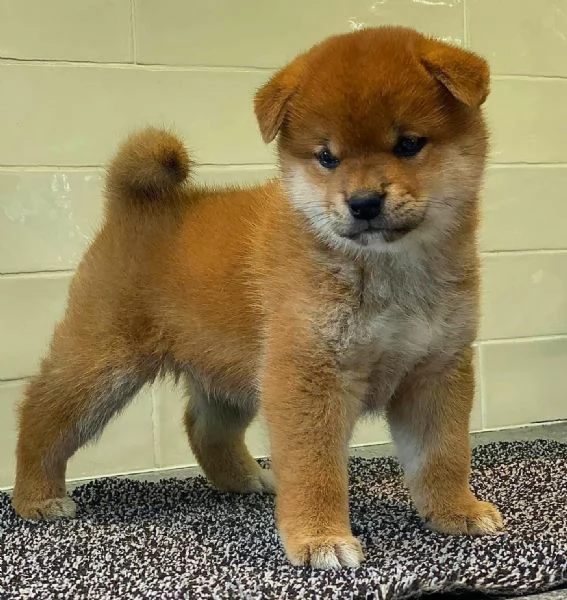 Disponibili due cucciole Shiba Inu!!